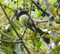 Petroica macrocephala macrocephala