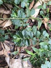Elatostema obtusum