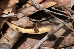 Leptomyrmex rufithorax