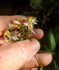 Eurybia divaricata