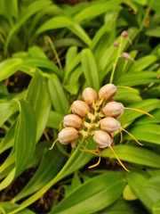 Masdevallia picturata
