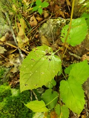 Eurybia divaricata