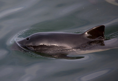 Phocoena phocoena phocoena