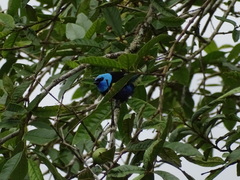 Stilpnia cyanicollis