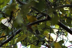 Basileuterus culicivorus