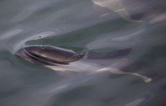 Phocoena phocoena phocoena