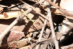 Leptomyrmex rufithorax