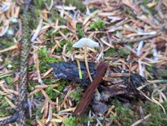 Strobilurus occidentalis