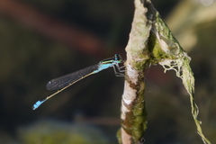 Ischnura fluviatilis