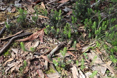 Acrotriche aggregata