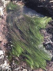 Phyllospadix torreyi