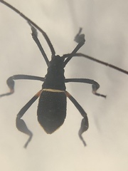 Mictis profana
