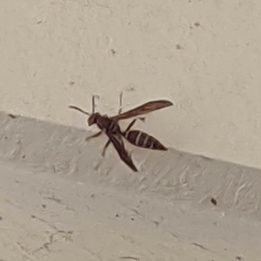 Polistes exclamans