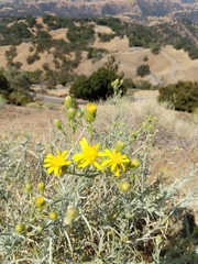 Senecio flaccidus douglasii