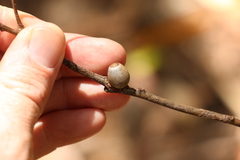 Doratifera vulnerans