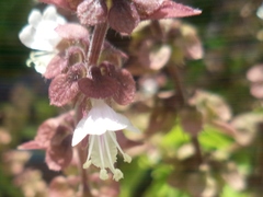 Ocimum basilicum