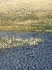 Podiceps nigricollis