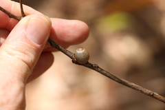 Doratifera vulnerans