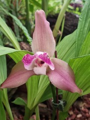 Lycaste