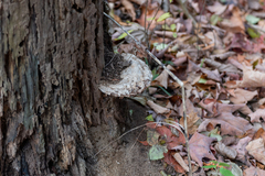 Amanita magniverrucata