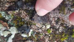 Resupinatus alboniger