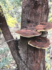 Inonotus