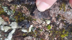 Resupinatus alboniger