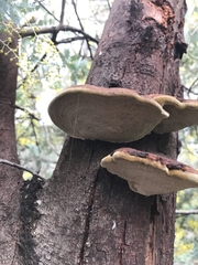 Inonotus