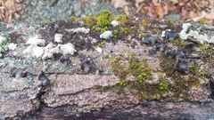 Resupinatus alboniger