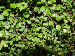 Muehlenbeckia australis × complexa