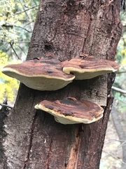 Inonotus