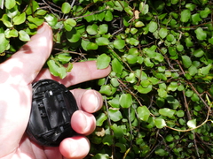 Muehlenbeckia australis × complexa