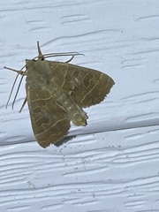 Ipimorpha pleonectusa