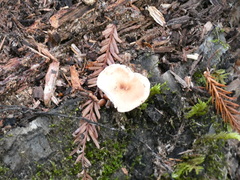 Gymnopus brassicolens