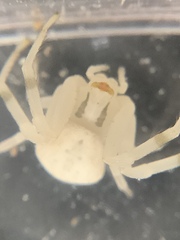 Zygometis xanthogaster