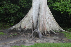 Ceiba pentandra