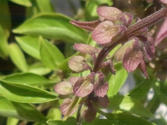 Ocimum basilicum