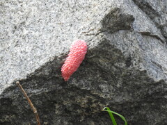 Pomacea canaliculata