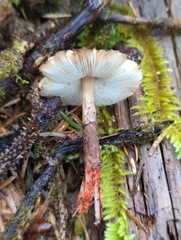Lepiota flammeotincta
