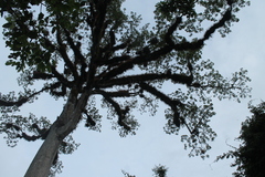Ceiba pentandra