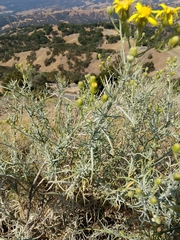 Senecio flaccidus douglasii