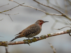 Colaptes auratus luteus × cafer