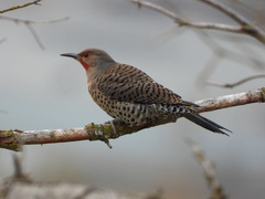 Colaptes auratus luteus × cafer