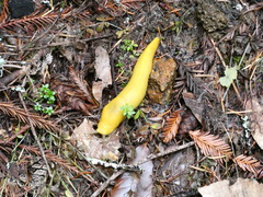 Ariolimax dolichophallus