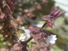 Ocimum basilicum