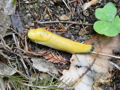 Ariolimax dolichophallus