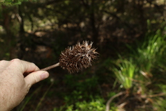 Xanthorrhoea macronema