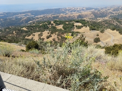 Senecio flaccidus douglasii