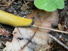 Ariolimax dolichophallus