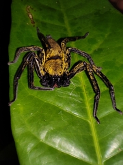 Thelcticopis